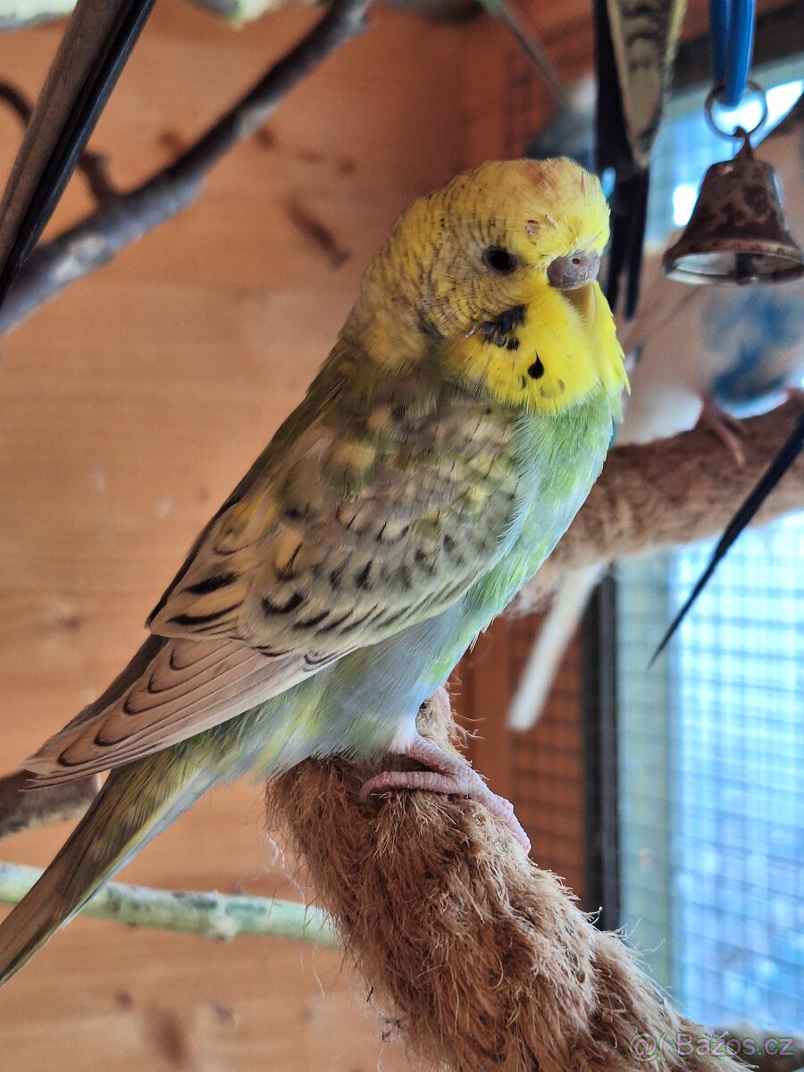 Mladá andulka samička - 7