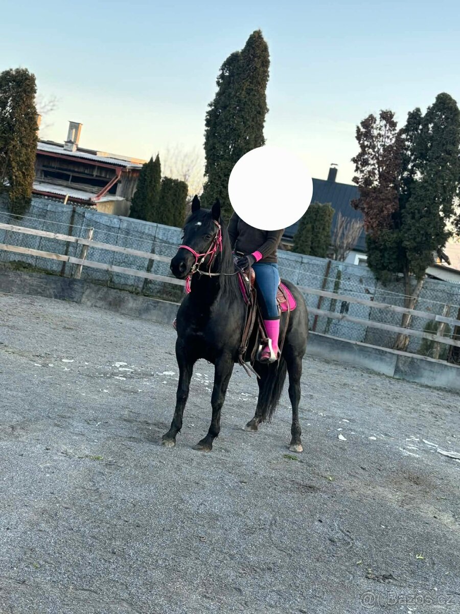 6 ročná kobylka - 7