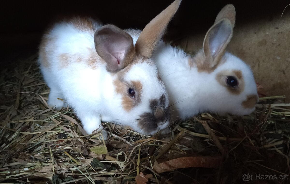 Prodám králíci, sušené pečivo a ječmen - 7