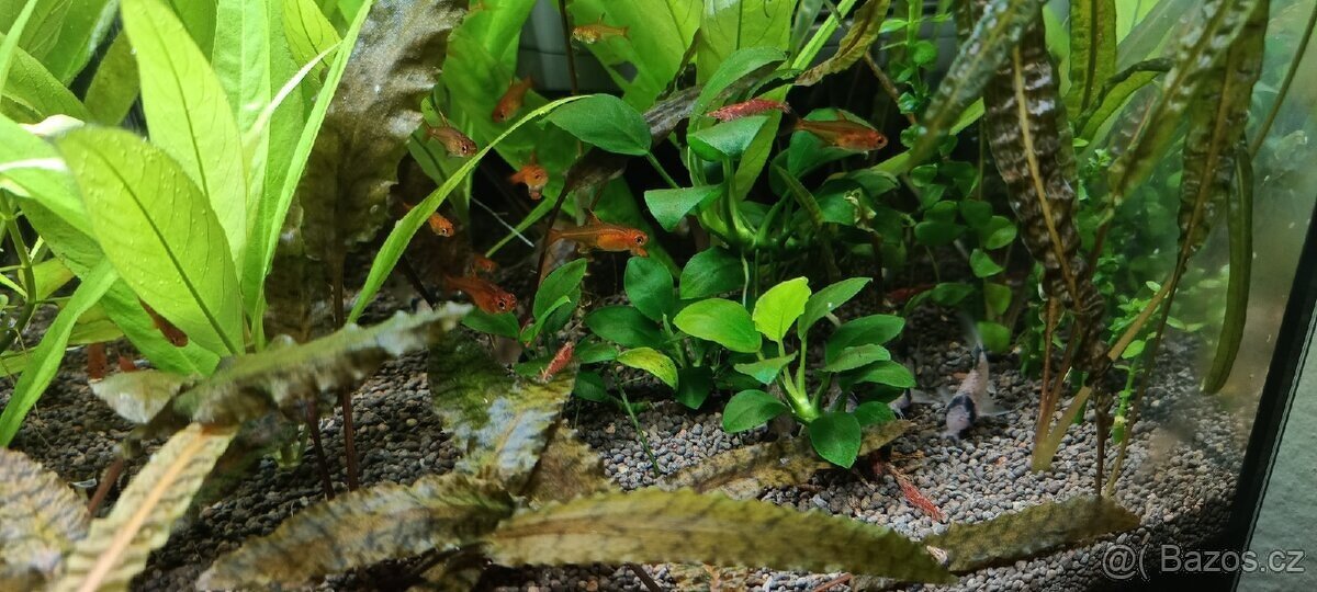 Akvarijní rostliny - 7