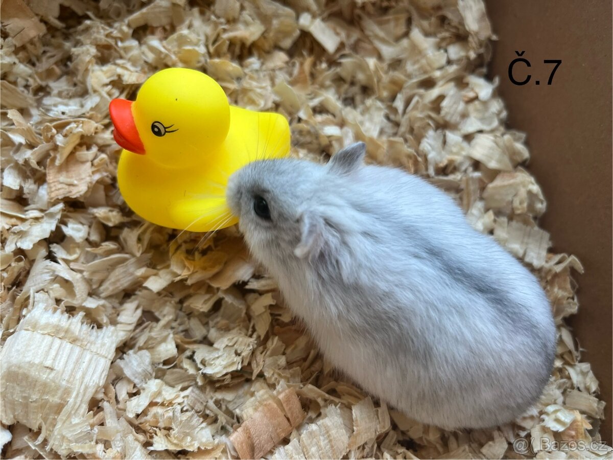 Křeček džungarský (mláďata) - 7