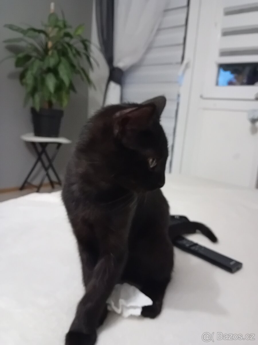 Daruji kocourka - 7