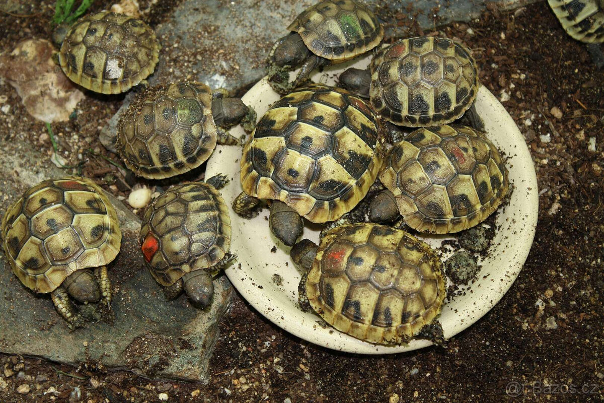 suchozemská Želva zelenavá (Testudo hermanni) - mláďata - 7