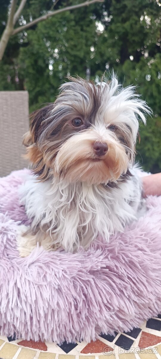 Jorkširský teriér s pp - 7