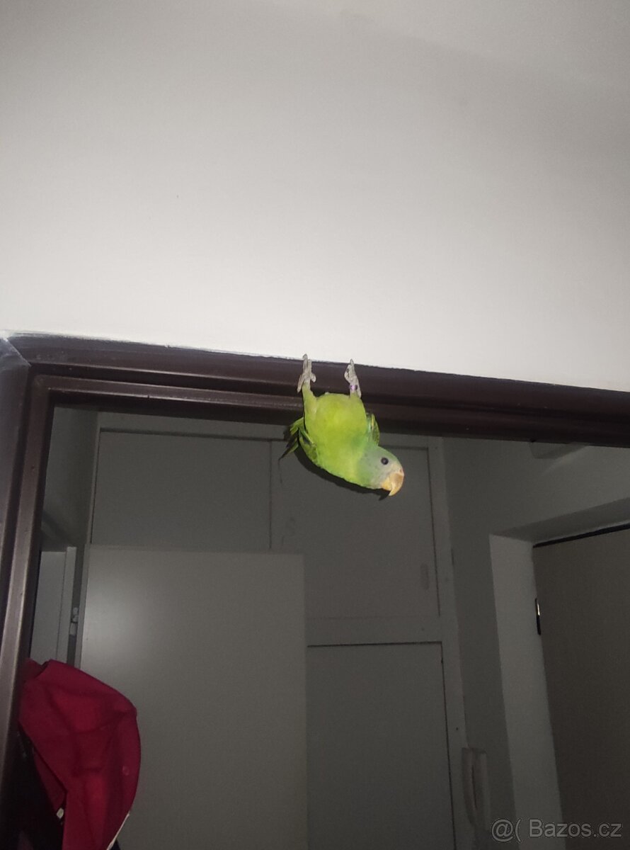 Alexander ciernohlavy - 7