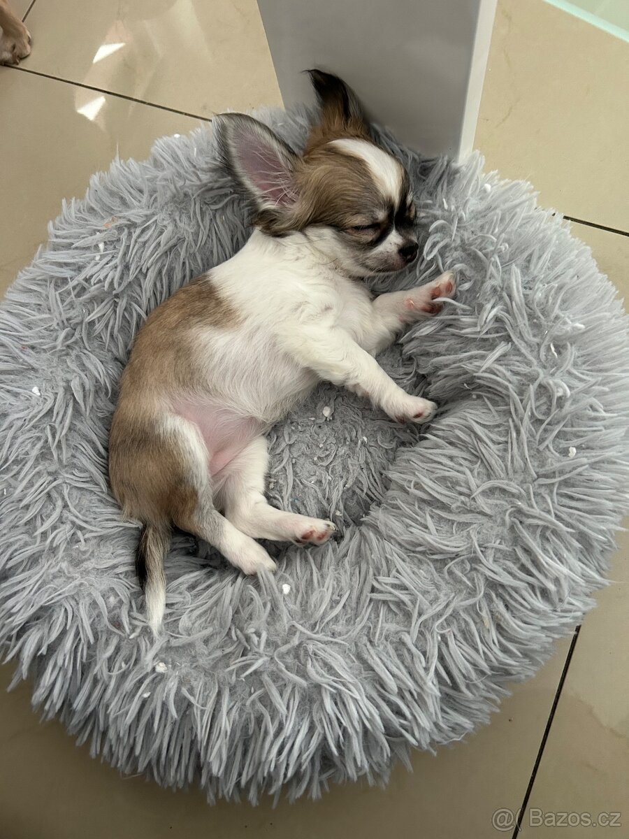 Dlouhosrstá čivava - 7