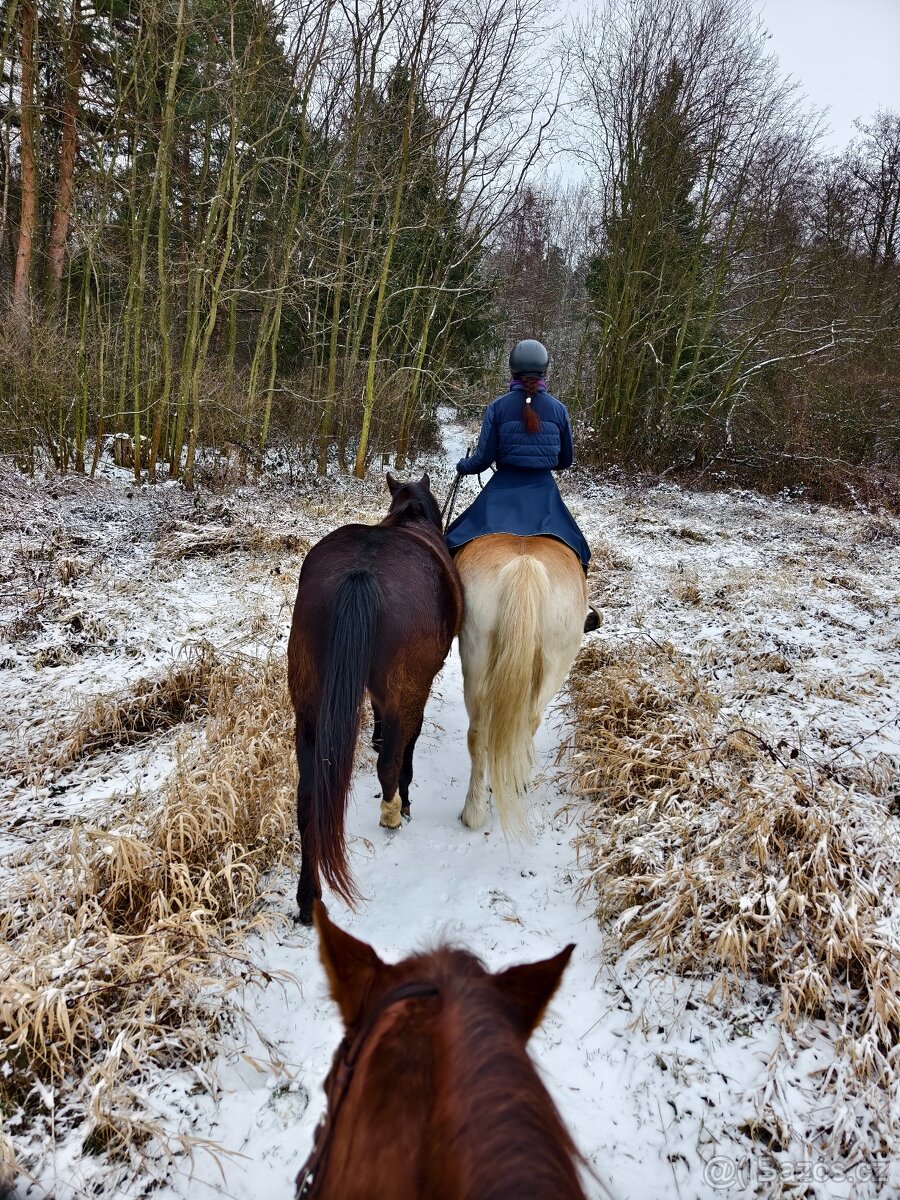 Černý Quarter horse - 7