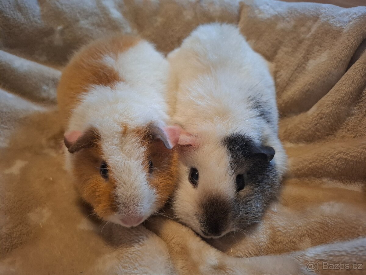 Morče - dvě holčičky US Teddy - 7