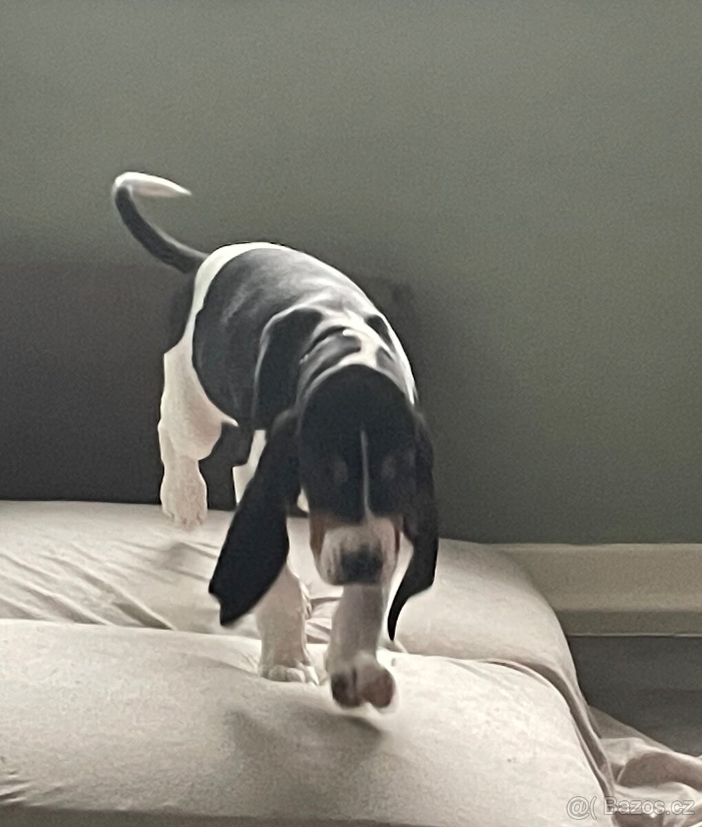 Štěně s PP ihned k odběru - 7