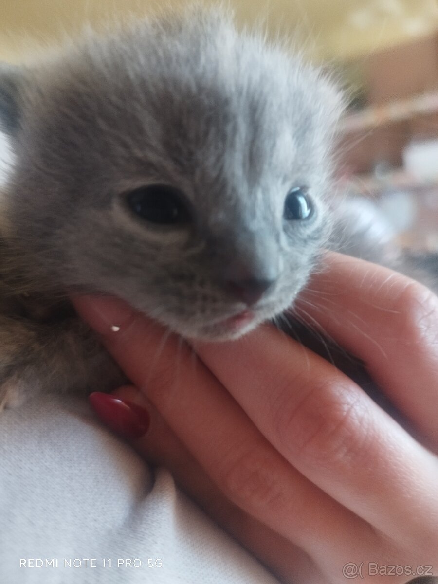 Britská koťátka - 7