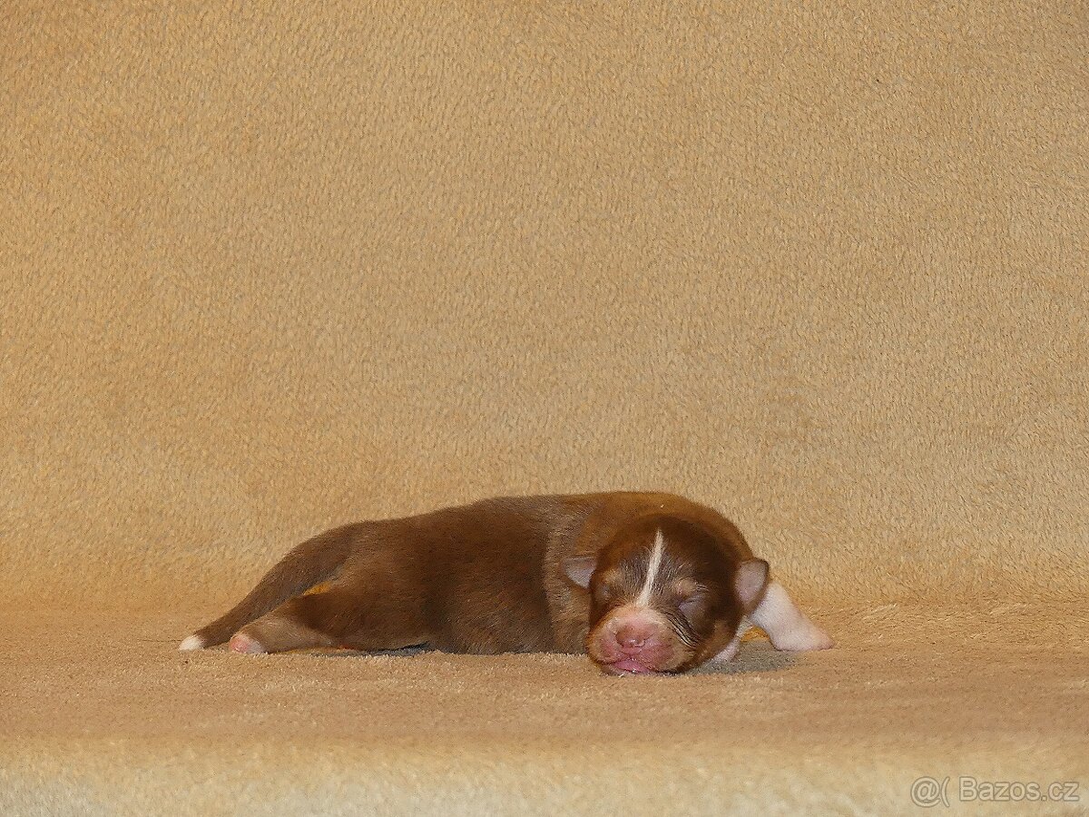 Australský ovčák s PP - štěňata - 7