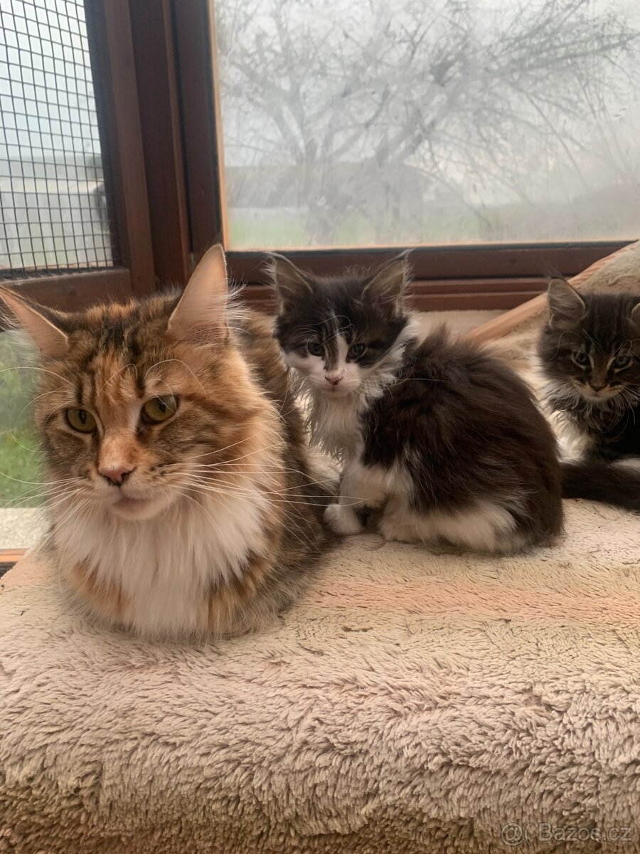 mainská mývalí s PP - kocourci - 7