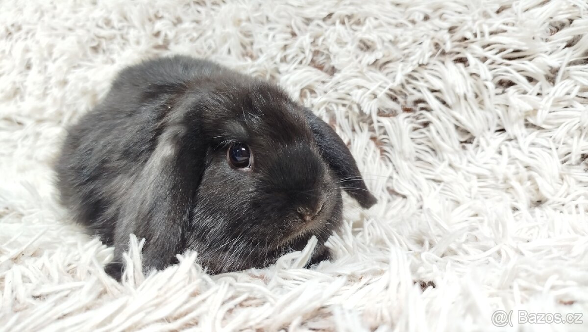 Zakrslý beránek, králíček, králík - BRUNO - 7