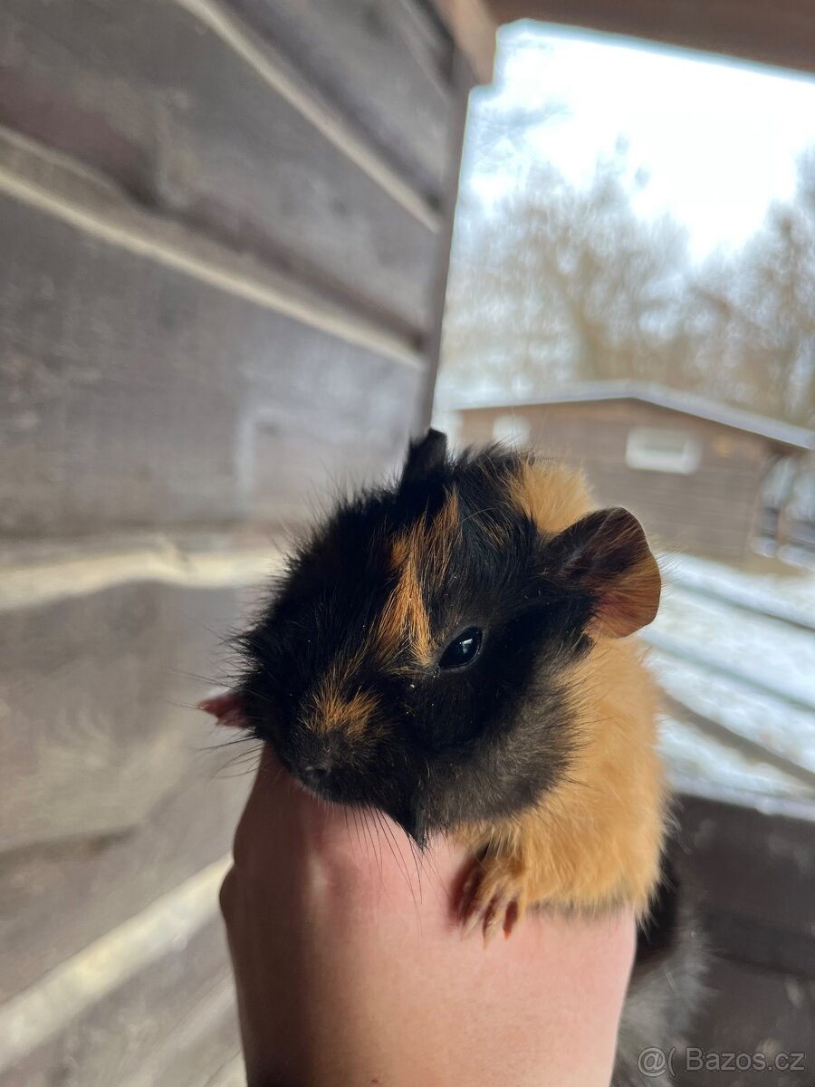 Morčata Ostrava 200,- - 7