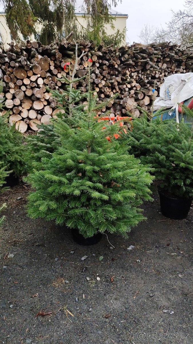 Vánoční stromky - 7