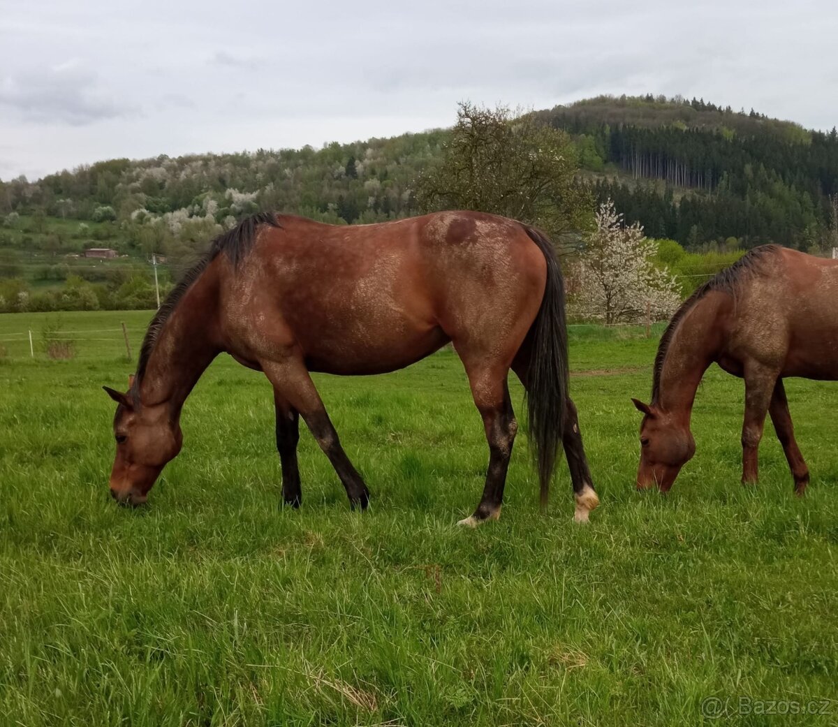 Plnokrevná kobyla - jemná a milá parťačka - 7