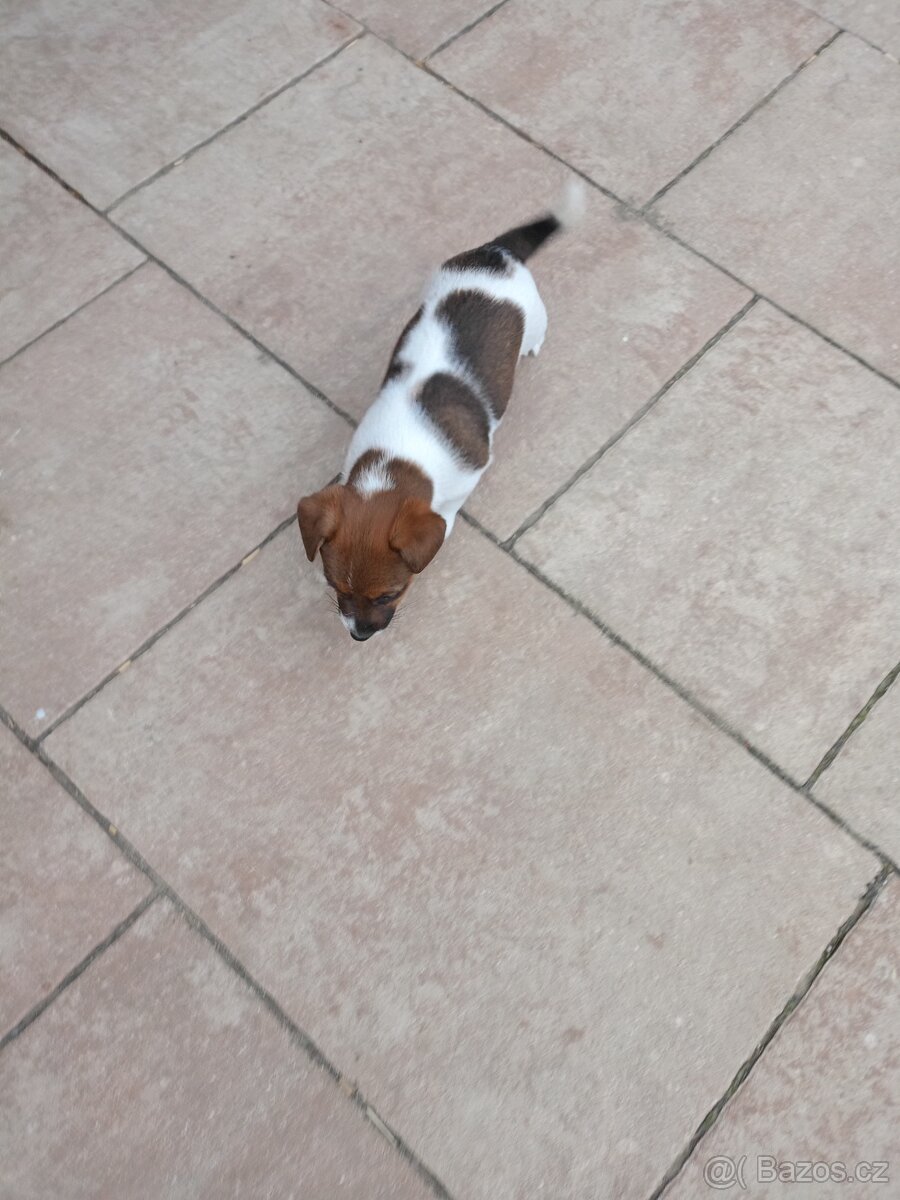 Jack Russel terier - 7