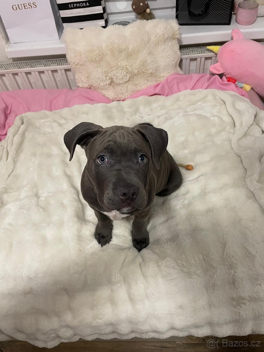 Štěňátko Americký stafordšírský teriér - 7