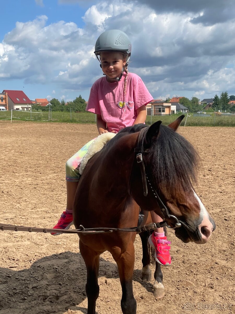 Pony valach Valentýn 2015 - 7