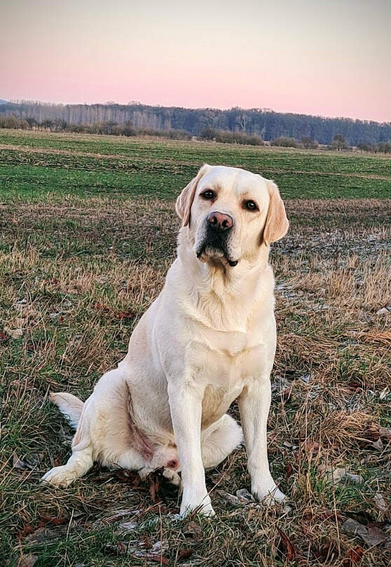 Labrador štěňátka s PP - 7