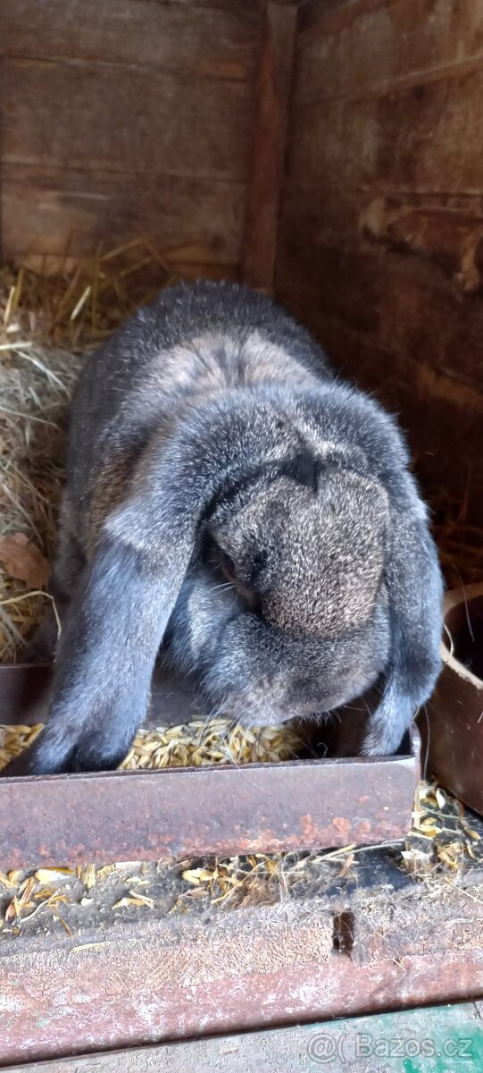 Francouzský beran - 7