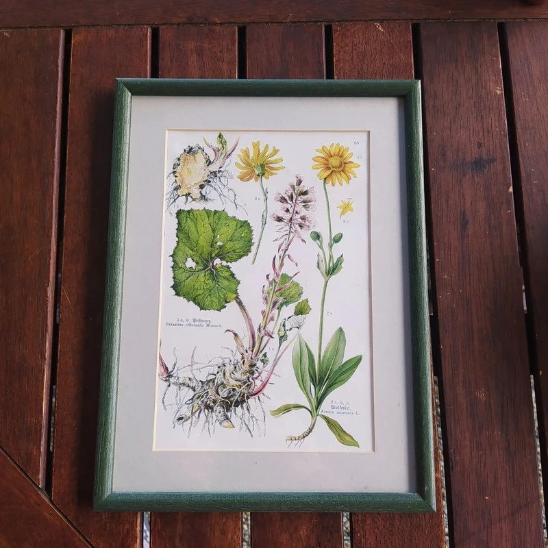 Obrázek herbář I. - 7