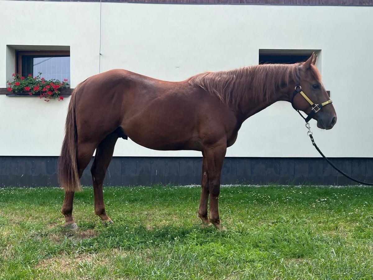 Qh na prodej - 7