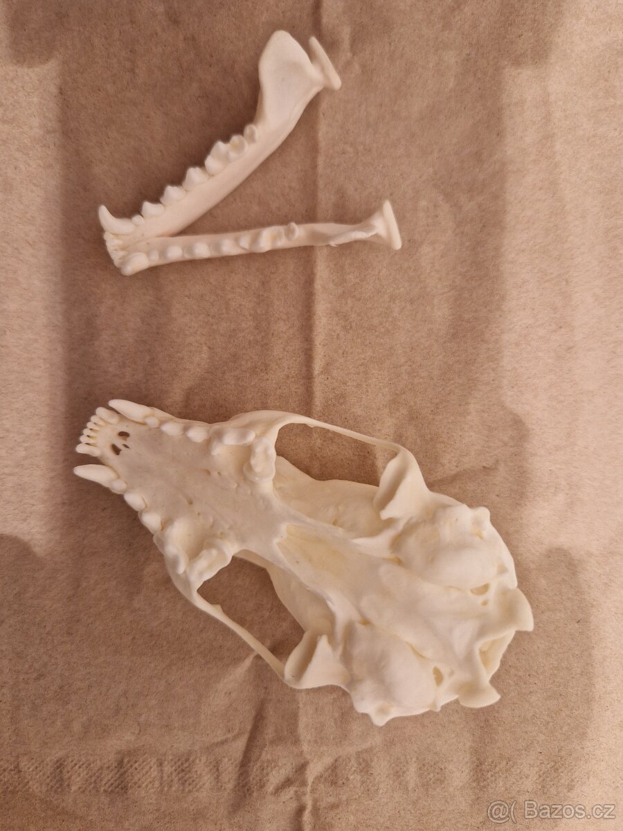 Lebka - kuna lesní - 7