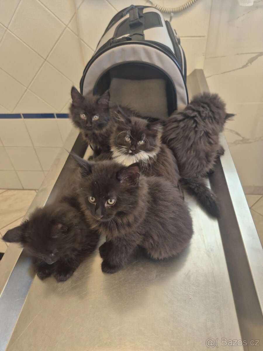 Mainská mývalí koťátka bez PP - 7