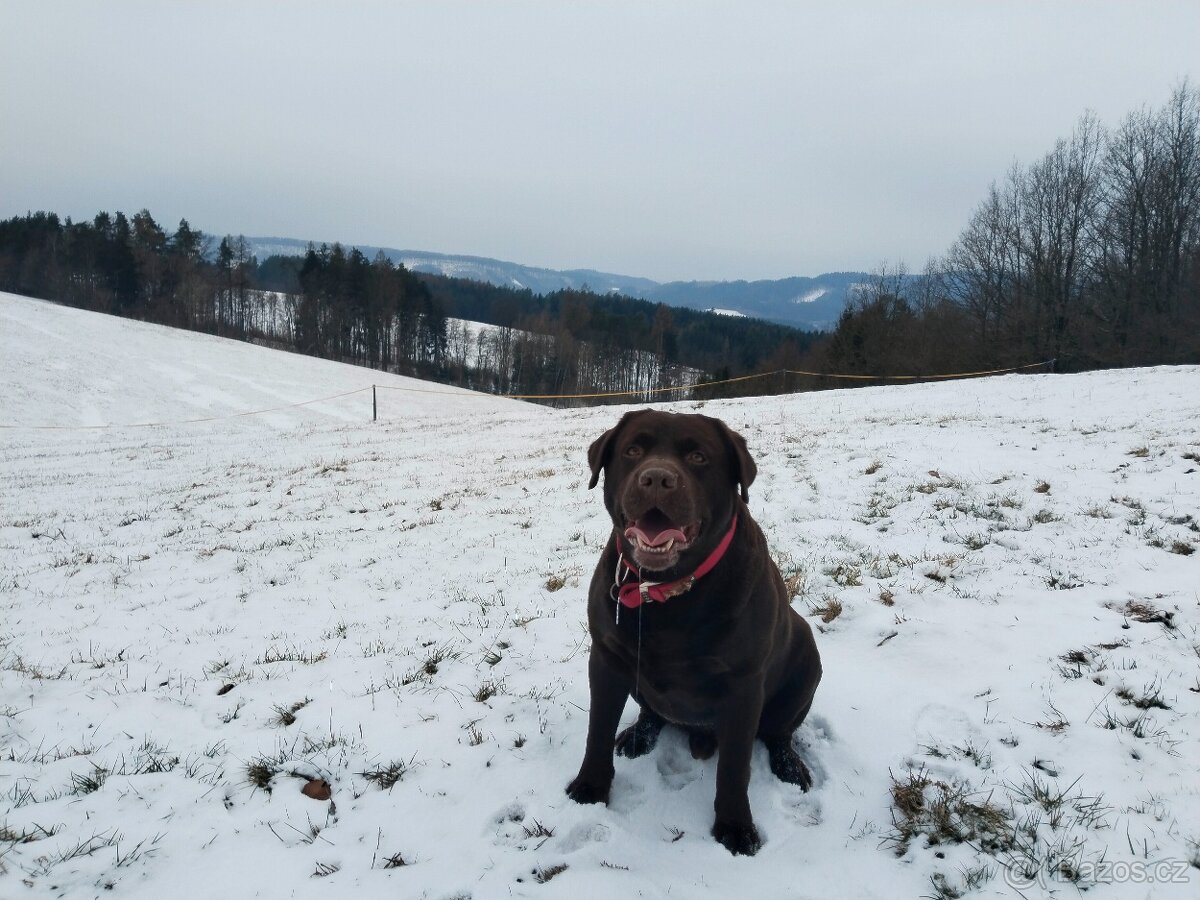 Labradorský retrívr s PP- krytí - 7