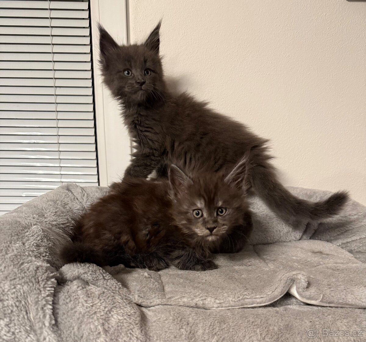 Mainská mývalí koťata - 7