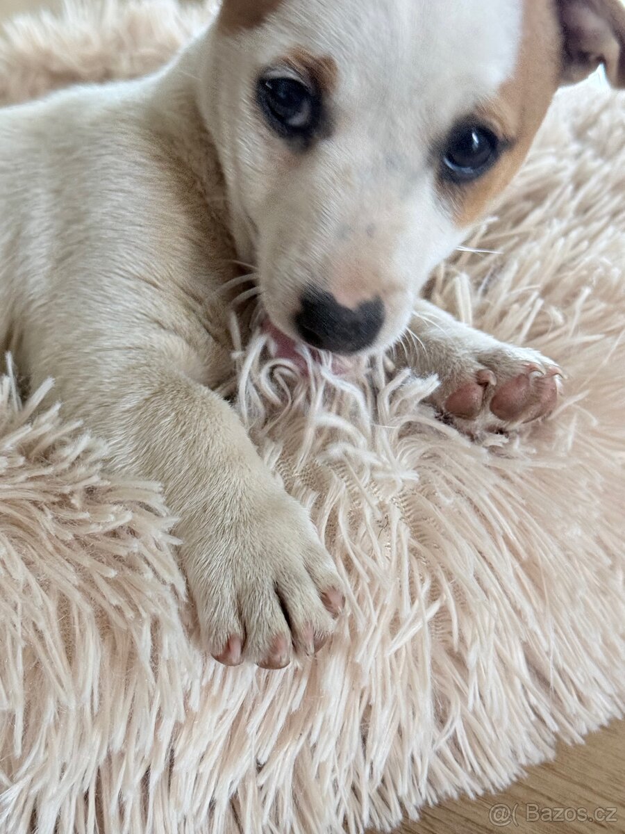 Jack russell teriér - 7