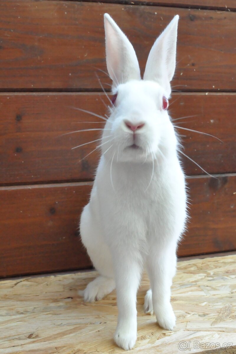 ZAKRSLÍ I VELCÍ KRÁLÍCI Dobříš - 7