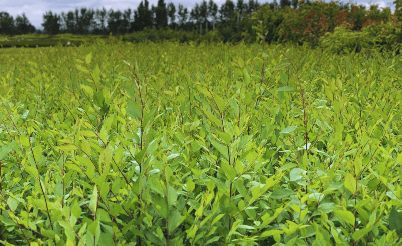 Kouzelný (zázračný) živý plot - Jilm sibiřský - 7