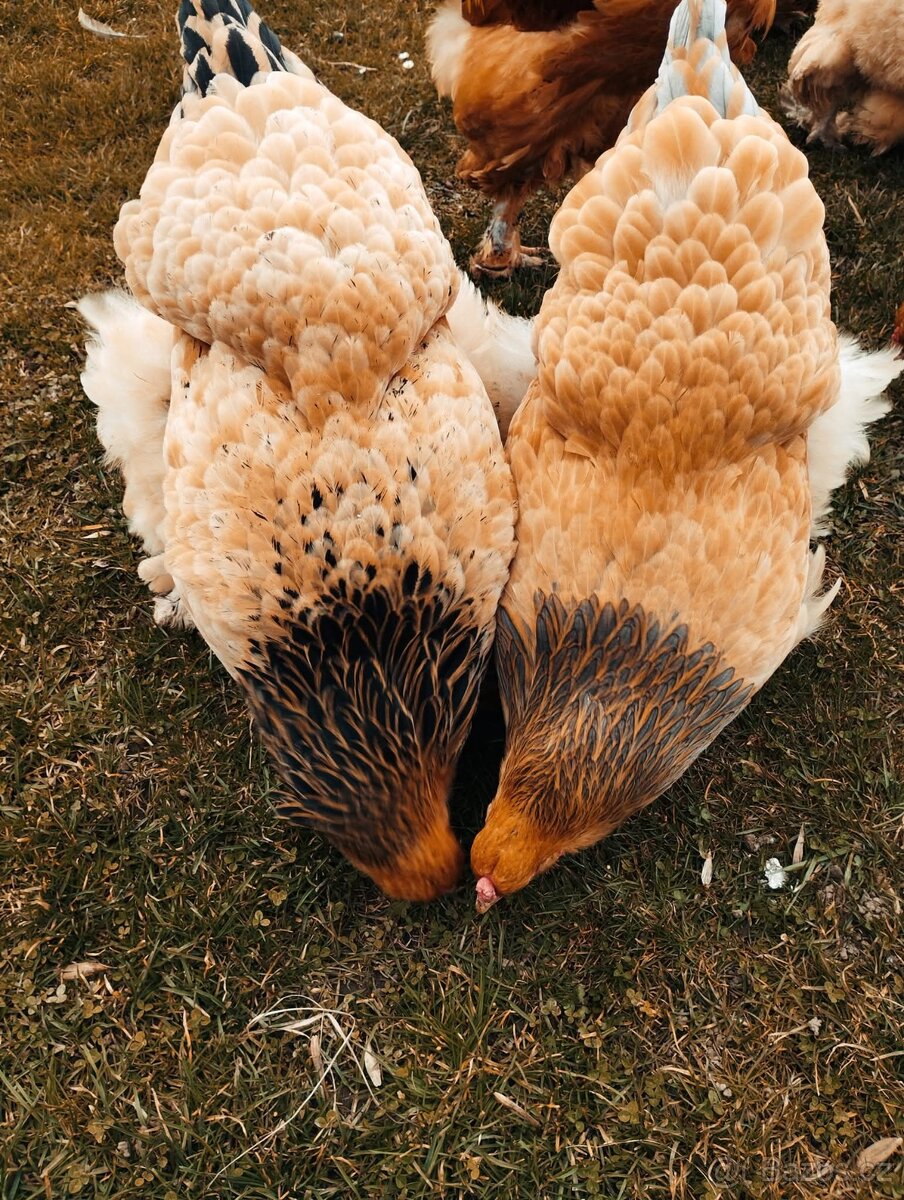 Brahmánka velká - 7