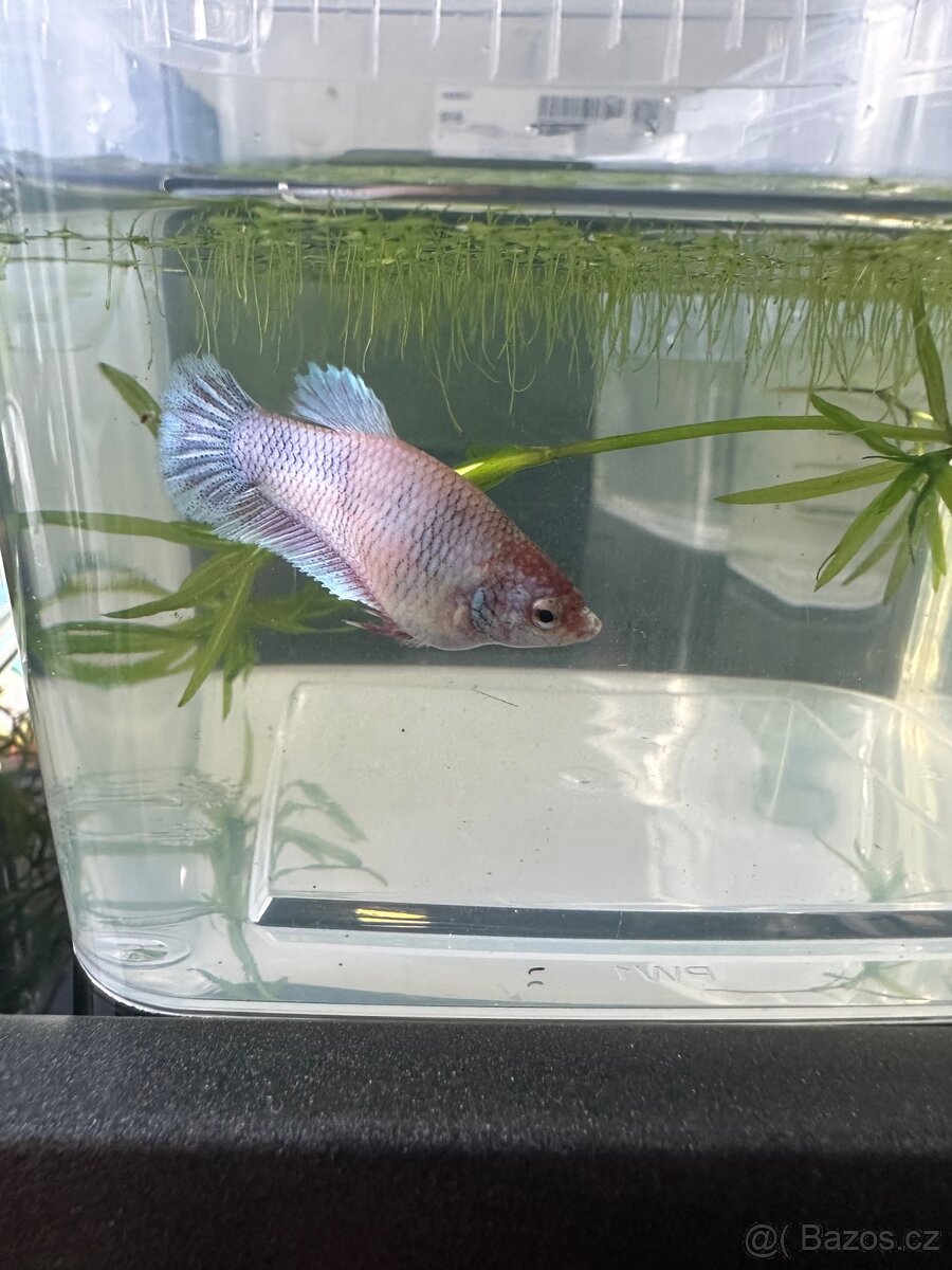 Betta- plakat - 7