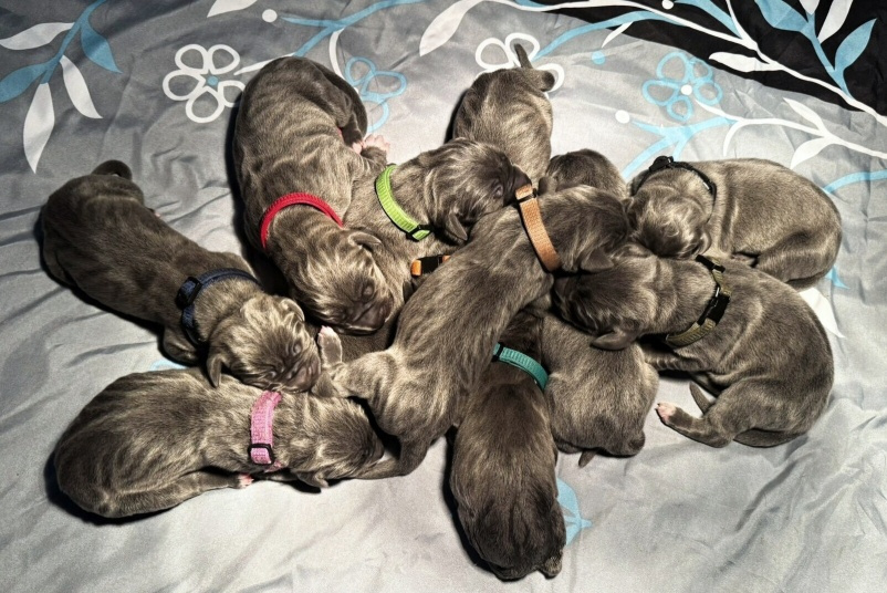 Německá doga modrá s PP - 7