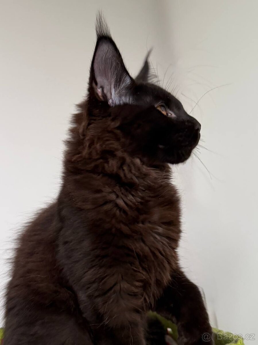 Mainská mývalí koťátka s PP - 7