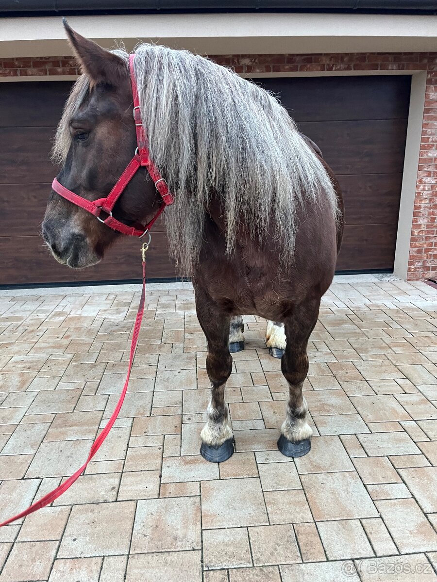 BRETÓNSKA KOBYLA - 7