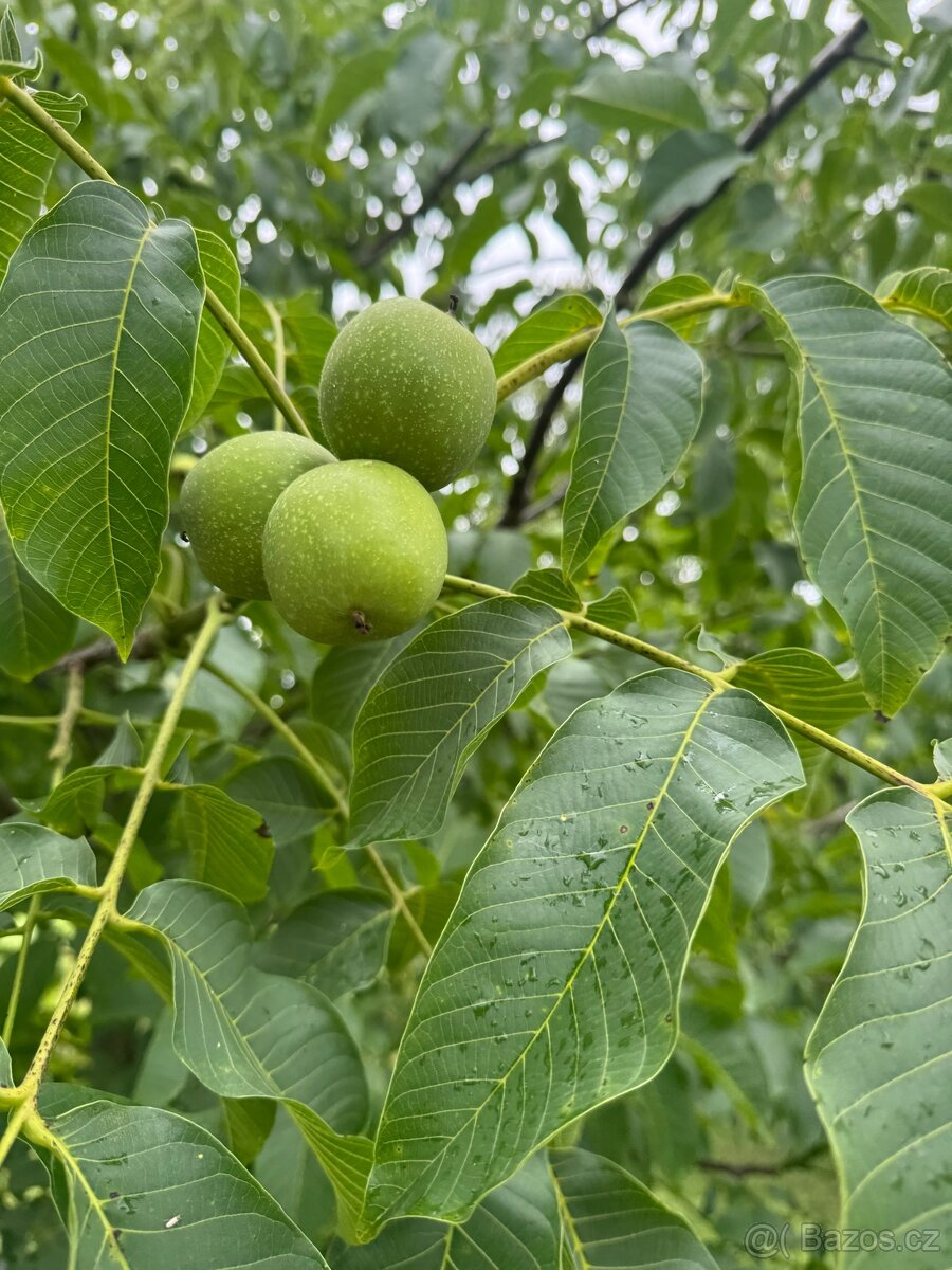 Prodám stavební pozemek - 7