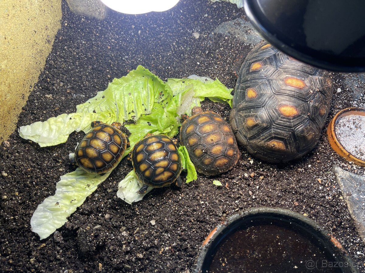 Želva uhlířská - mláďata - 7