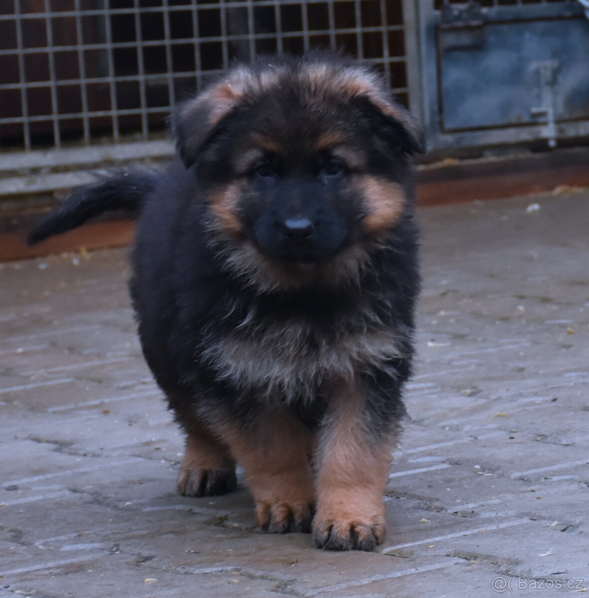 Německý Ovčák - štěňata - 7