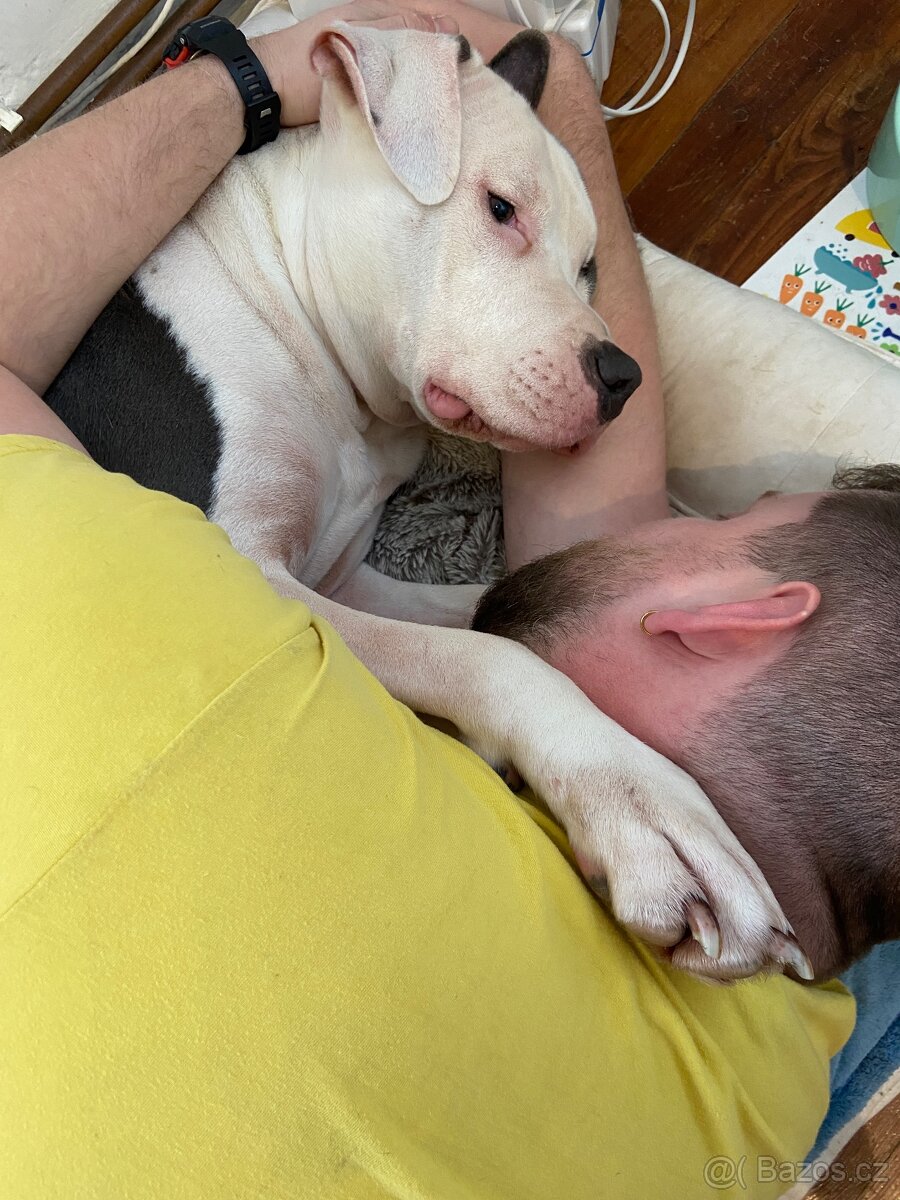 Americký Staffordšírský teriér - 7