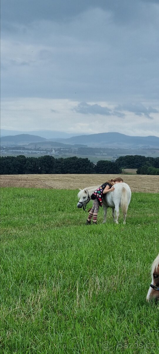 3 lety valach minihorse - 7