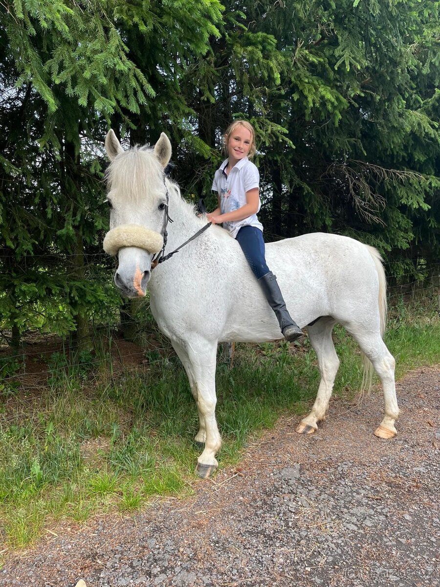 Pony, Cipísekek, 10 let 135cm ❤️🐎 - 7
