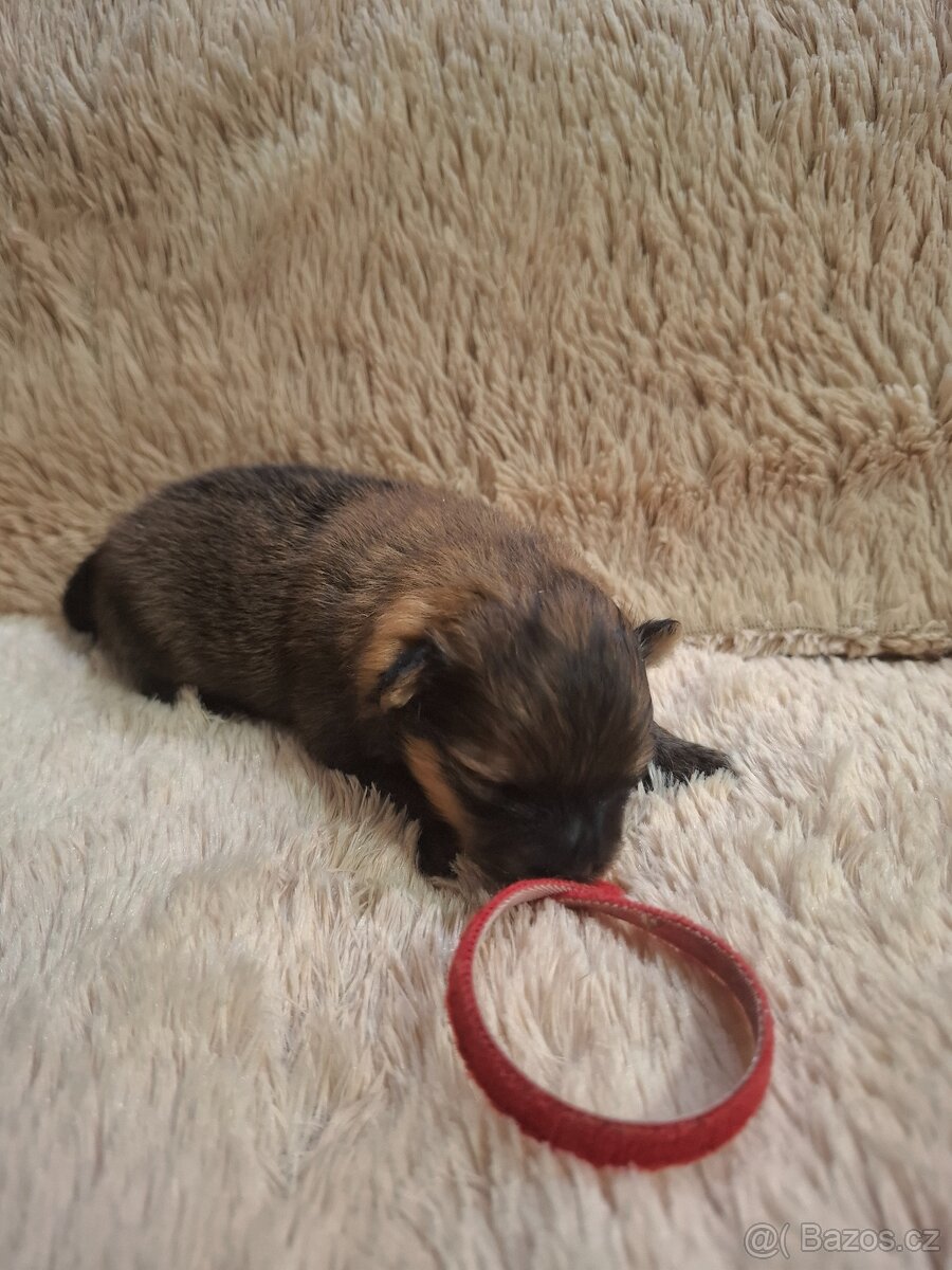 Německý špic malý s PP (FCI)– štěňátka k odběru - 7