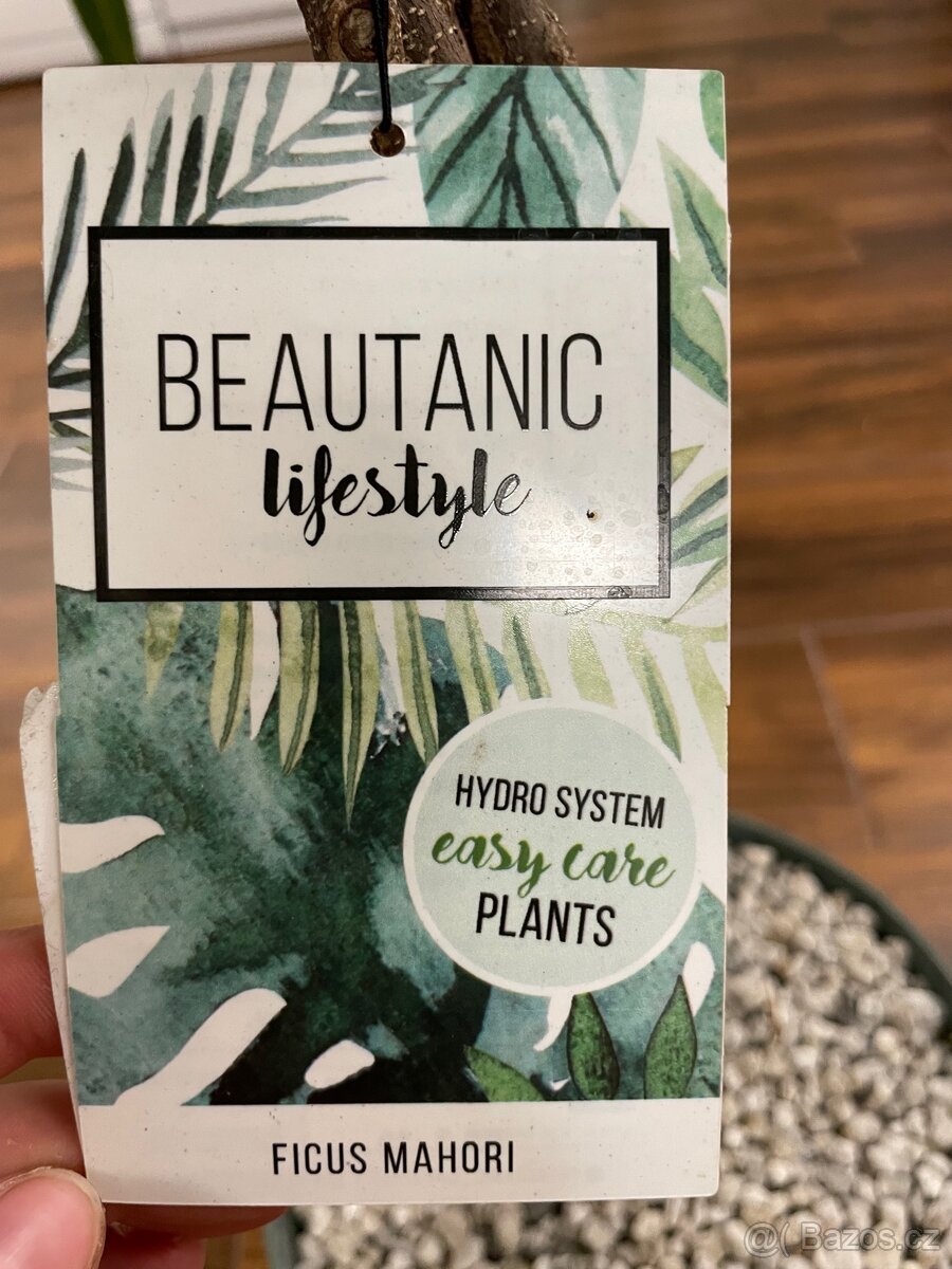 Ficus Mahori(Hydroponia) - 7