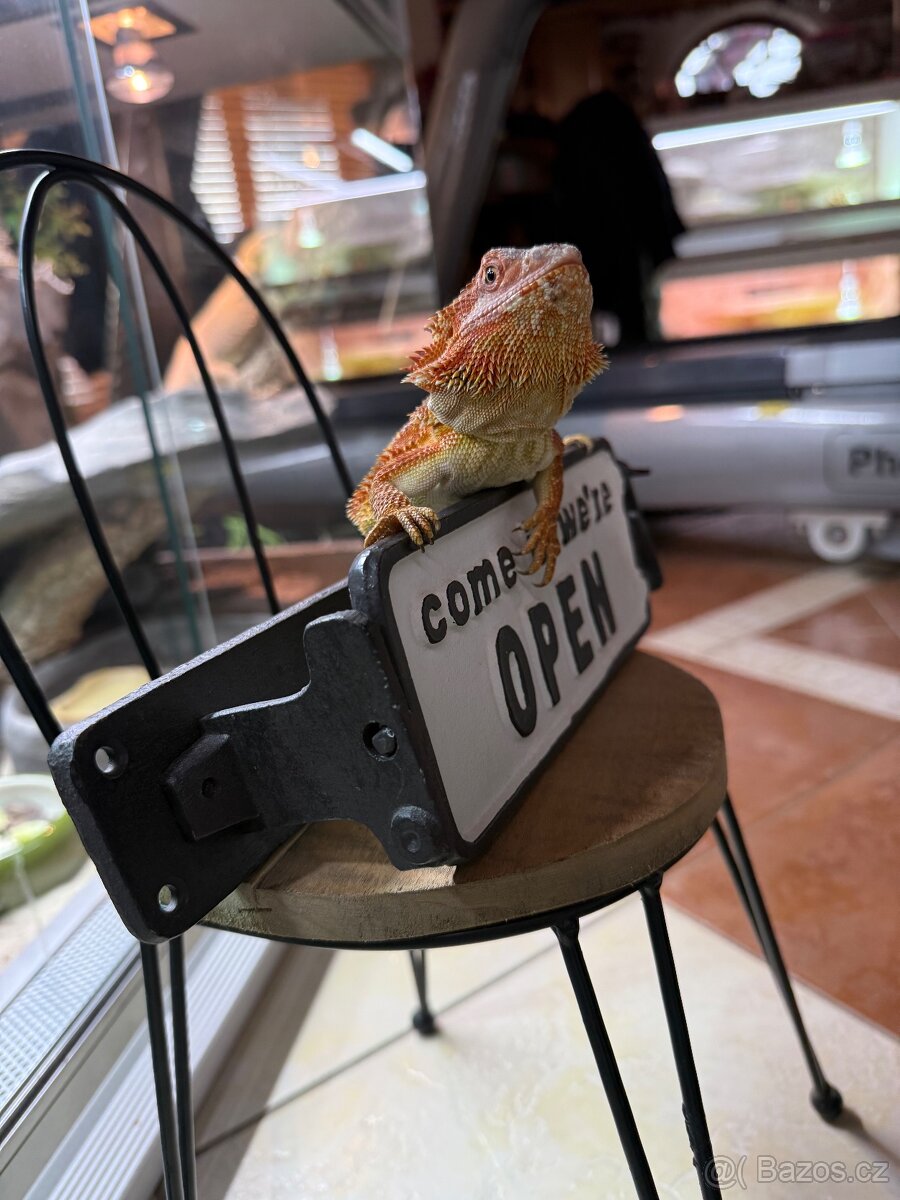 Samička agama vousatá k prodeji - 7