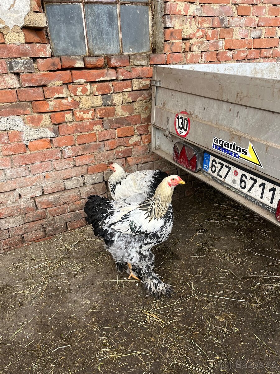 Brahmanka velká - 7