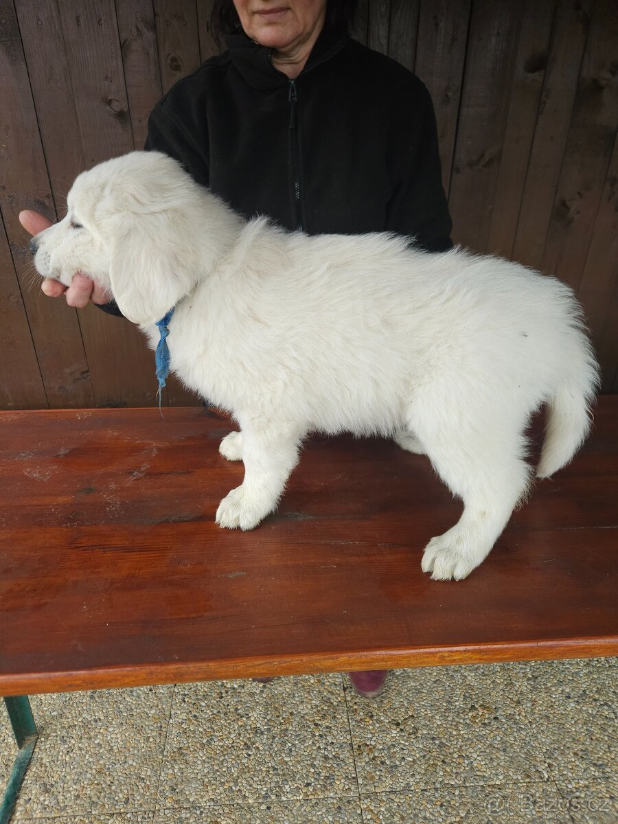 Slovenský čuvač - 7